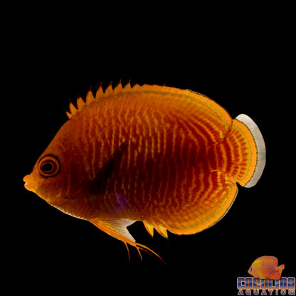 Angel - Pygmy Golden