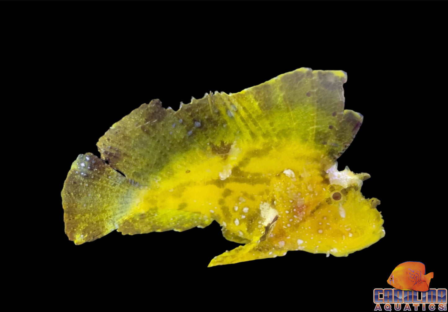 Scorpionfish - Leaf