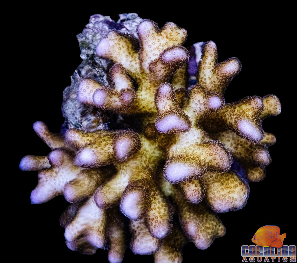 Fiji - Stylophora Pink