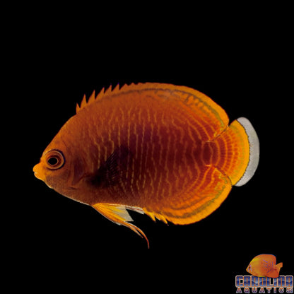 Angel - Pygmy Golden