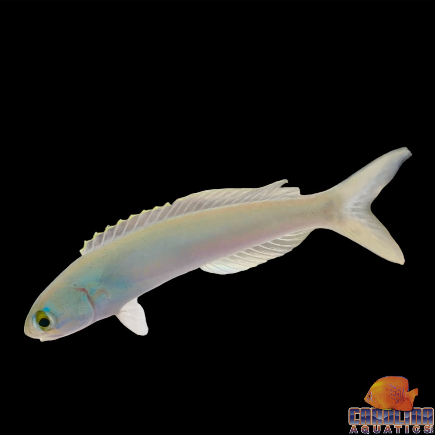 Tilefish - Flashing