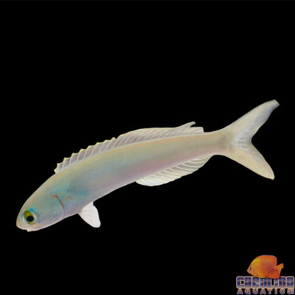 Tilefish - Flashing