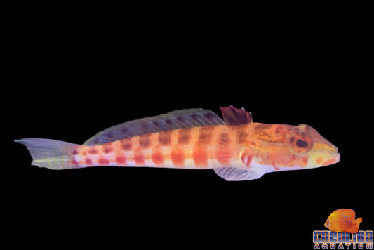 Sandperch - Red Spotted