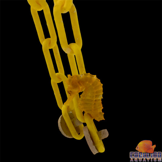 Seahorse - Orange Lined Wild XL
