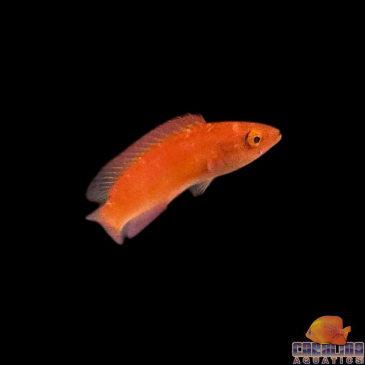 Wrasse - Fairy Magma