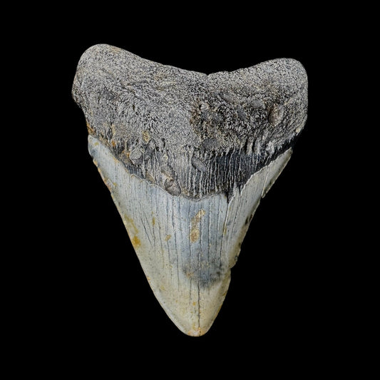 Megalodon Tooth