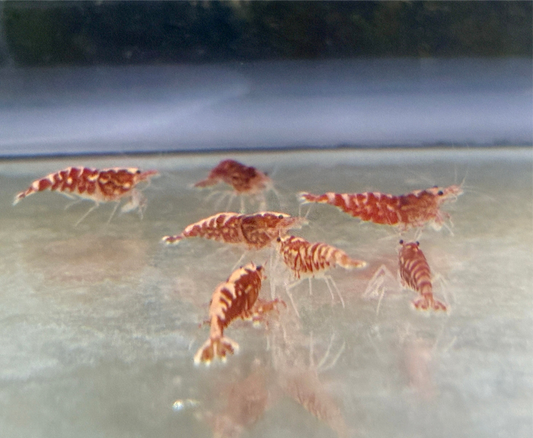 Invert - Shrimp Red Pinto Galaxy Zebra Grade A