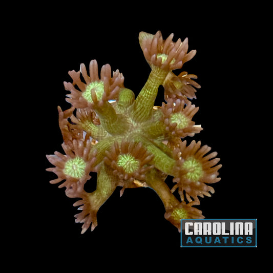 Frag - Goniopora Glitter Bomb