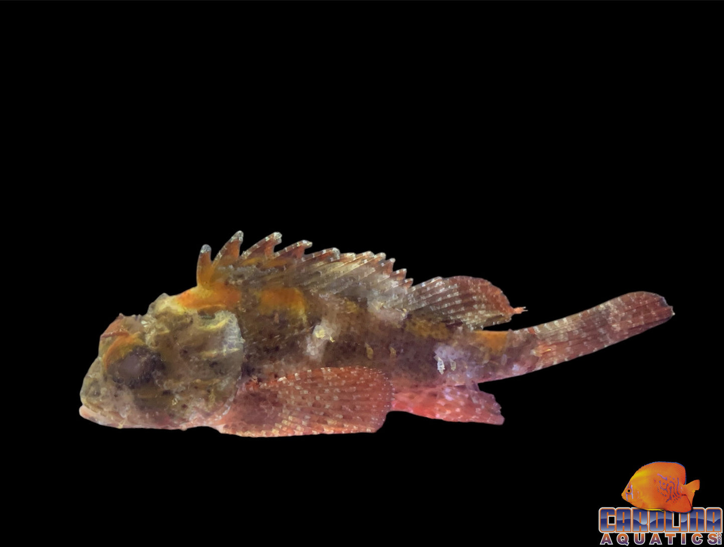 Scorpionfish - Plumed XL