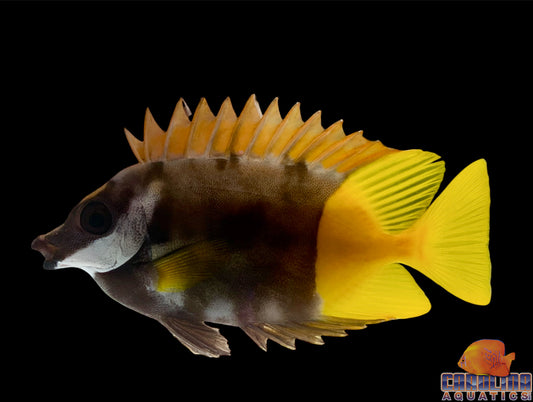 Foxface - Fiji XL