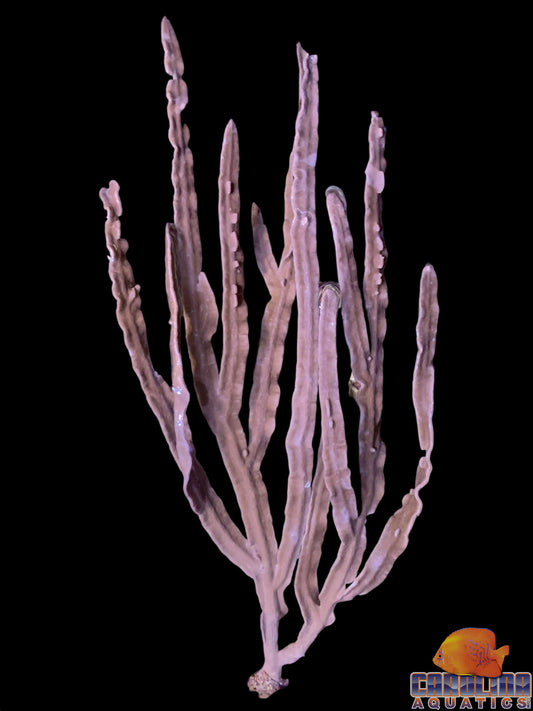 Gorgonian - Purple Ribbon