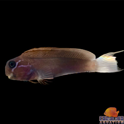 Blenny - Black Combtooth