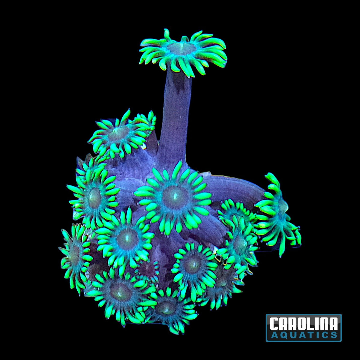 Frag - Goniopora Blue Mouth Green