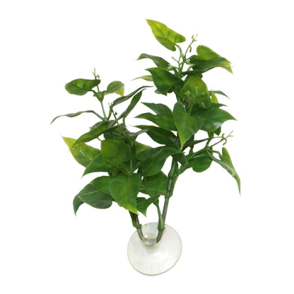 Betta Plant