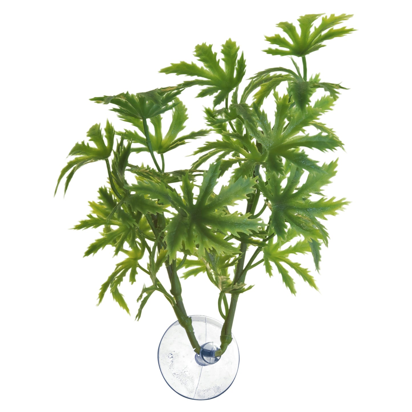 Betta Plant