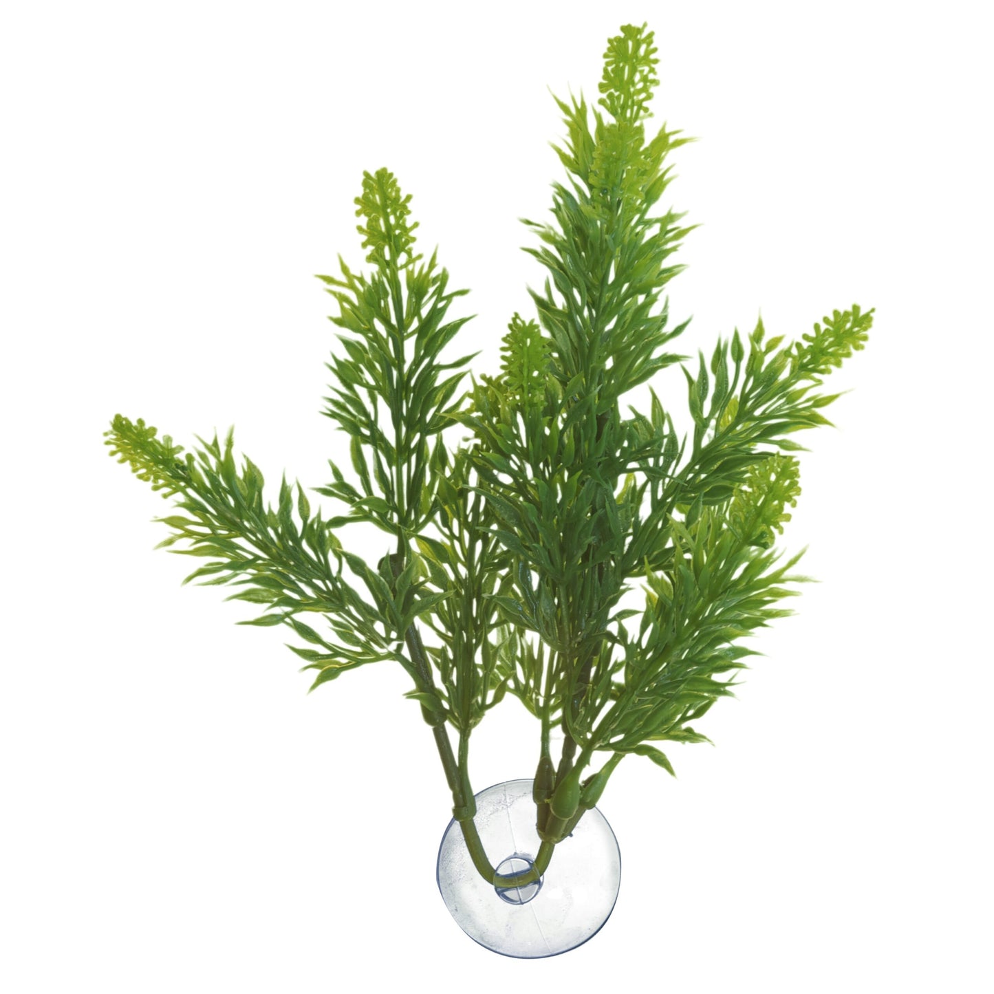 Betta Plant