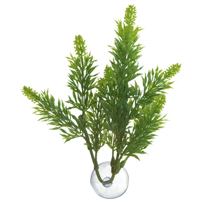 Betta Plant