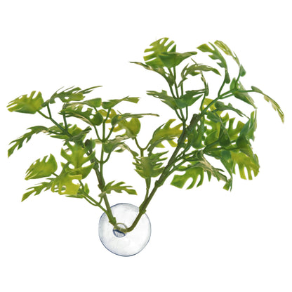 Betta Plant