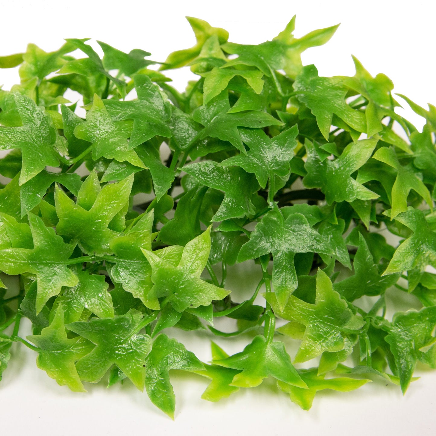 Naturalistic Flora - Congo Ivy