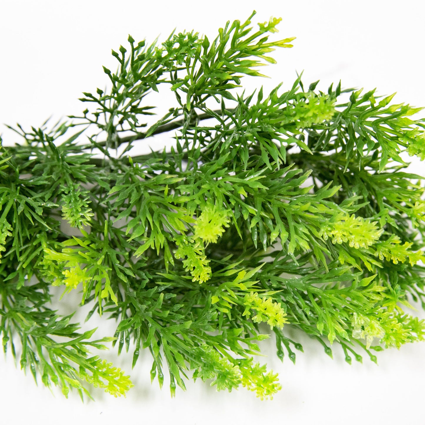 Naturalistic Flora - Malaysian Fern