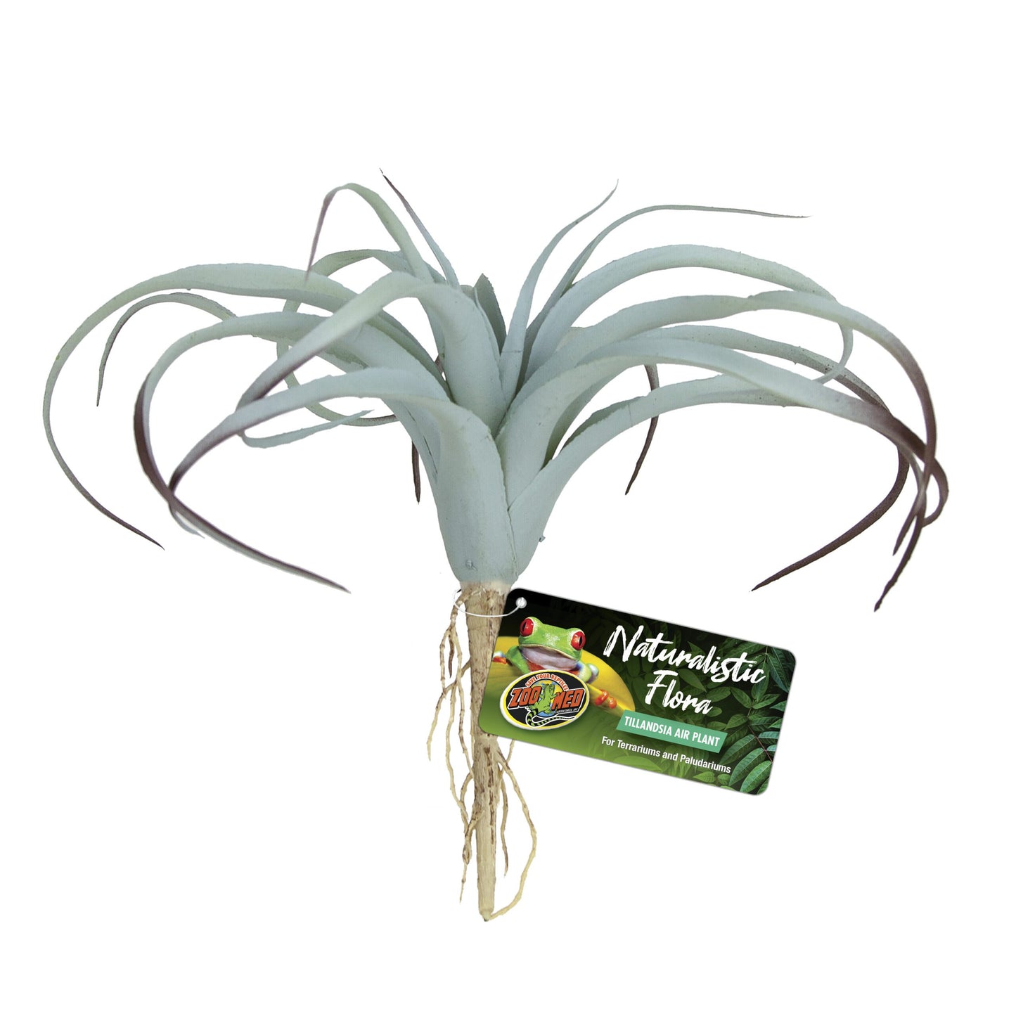 Naturalistic Flora - Tillandsia Air Plant