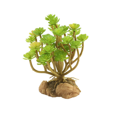 Zoo Med Desert Plant Tree Houseleek