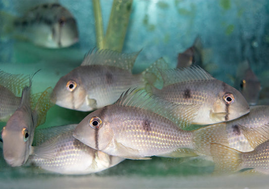 Cichlid - Bandit 1-1.5in.