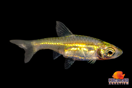 Barb - Glowlight Pygmy