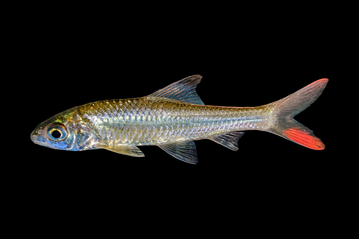 Barb - Mekong Redtail 2.5-3in