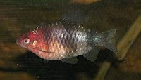 Barb - Black Ruby Male Lg