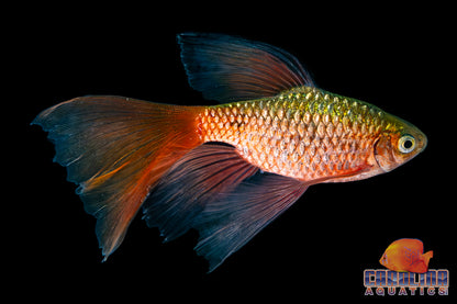 Barb - Rosy Longfin Male