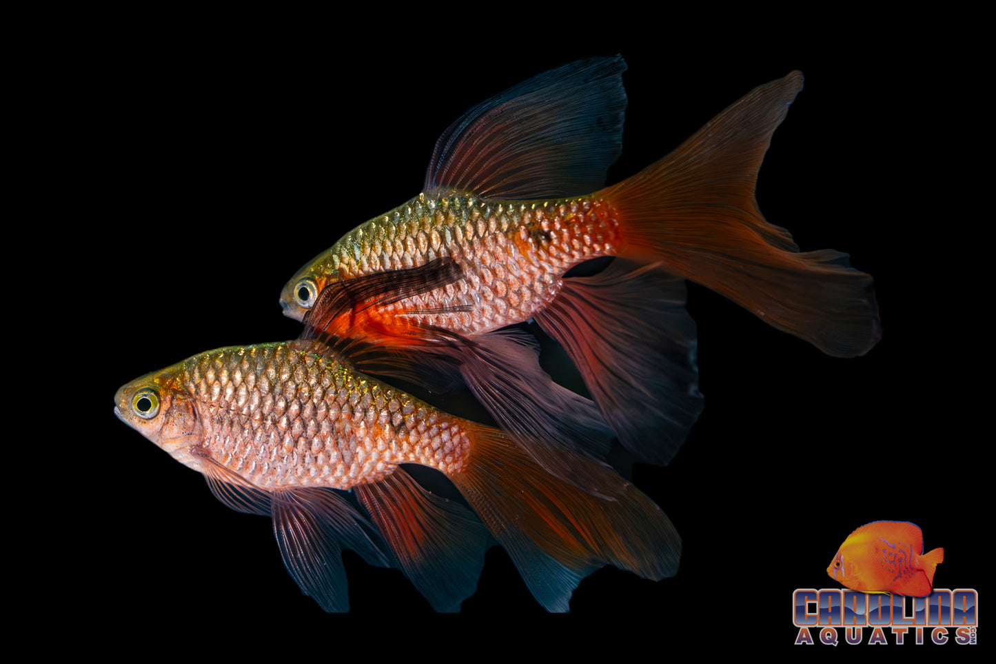 Barb - Rosy Longfin Lg