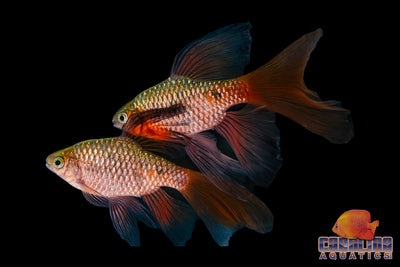 Barb - Rosy Longfin