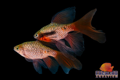 Barb - Rosy Longfin Male