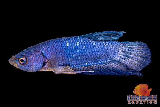 Betta - Fancy Shortfin Halfmoon Male