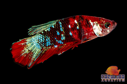 Betta - Galaxy Koi Male