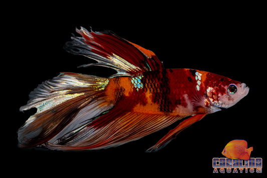 Betta - Koi Halfmoon Male