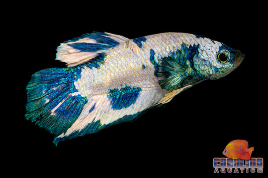 Betta - Blue Marble Halfmoon Plakat