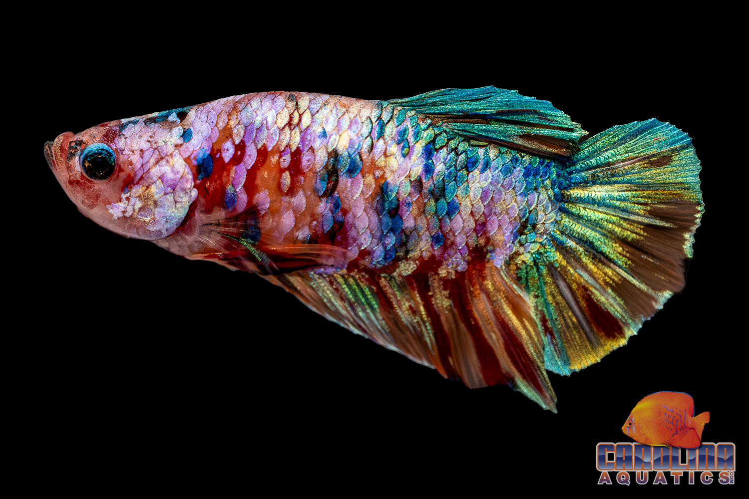 Betta - Multicolor Candy Plakat – Carolina Aquatics