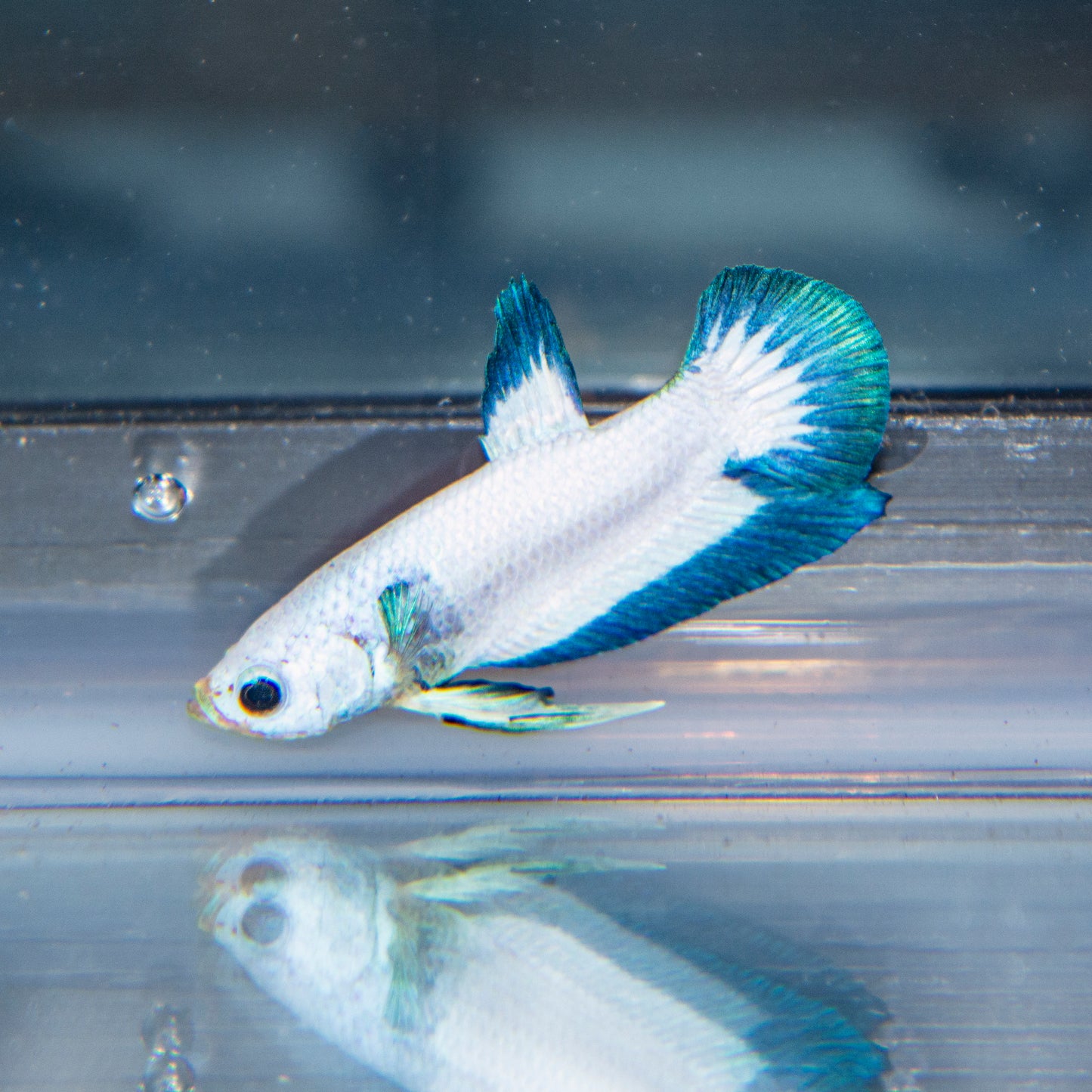 Betta - Blue Rim Snow White Plakat