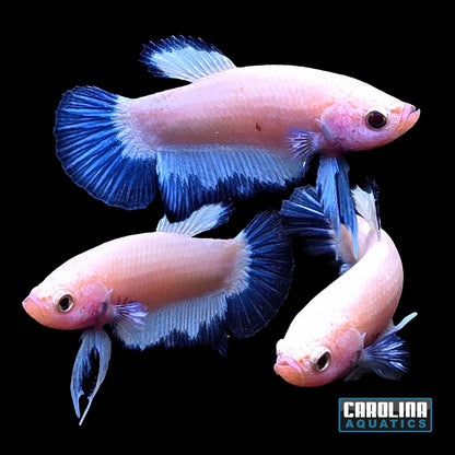 Betta - Blue Rim Snow White Plakat