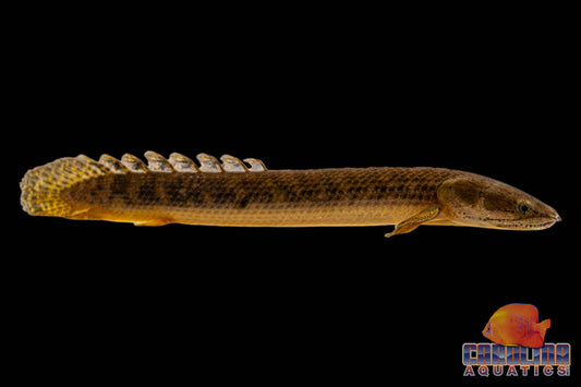 Misc - Bichir Mokelembembe 3.5-4.5in