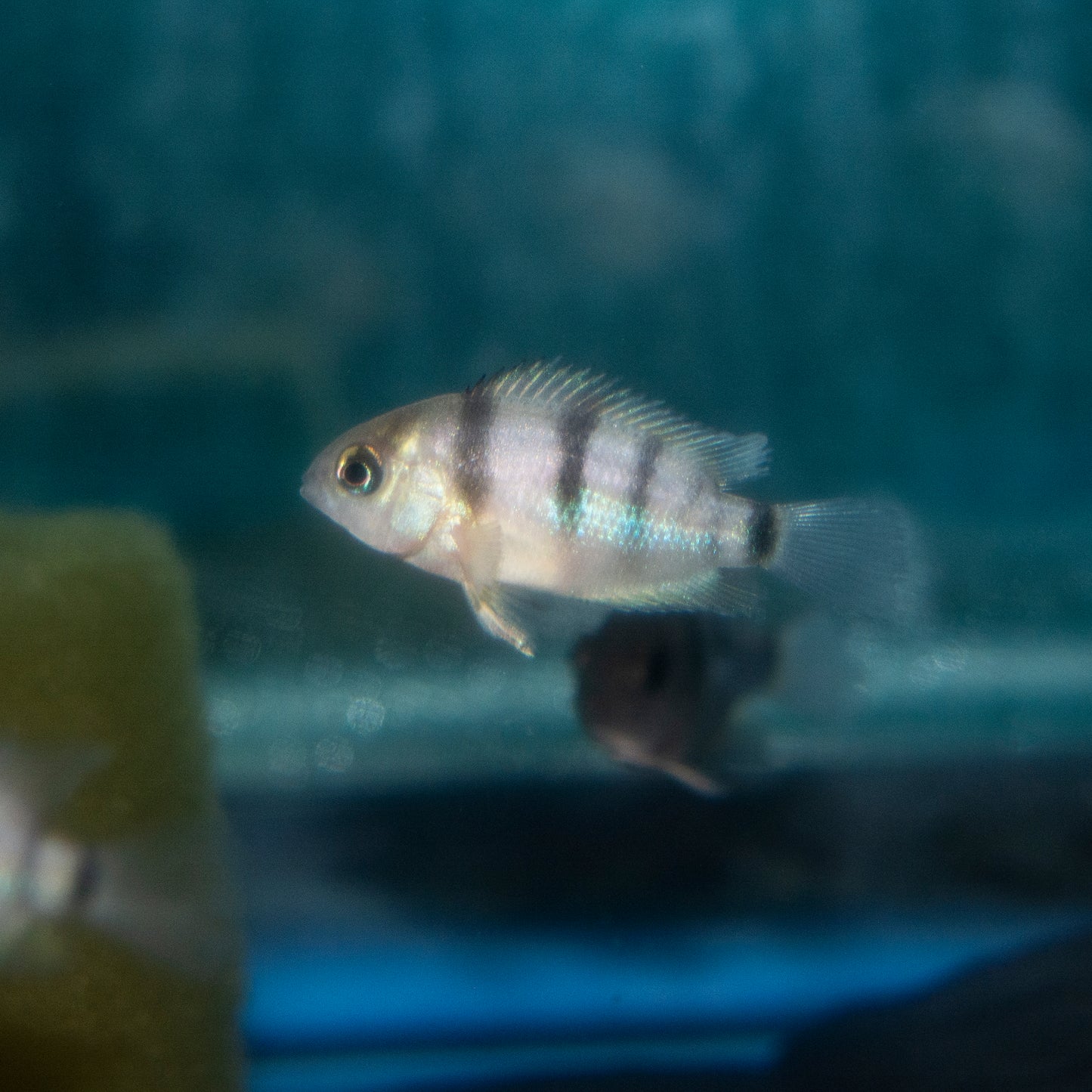 Cichlid - Blue Eye Cutteri 1.5in