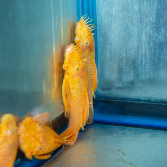Pleco - Blue Eye Lemon Bushynose 4-4.5in