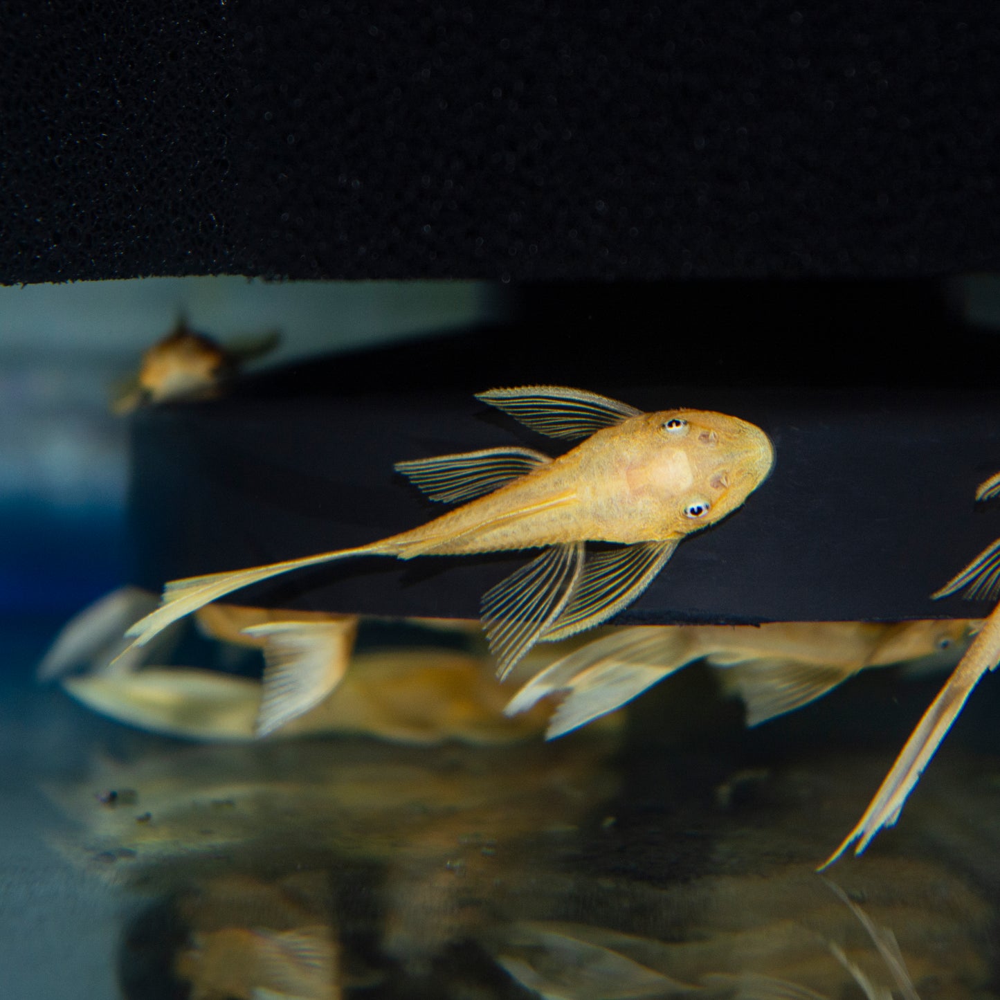 Pleco - Bushynose Blue Eye Lemon L/F 1-1.5in.