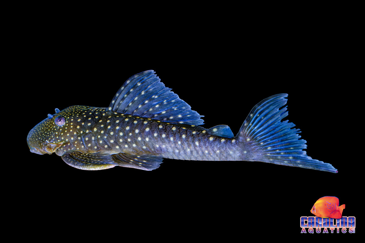 Pleco - Blue Phantom L-128 Lg