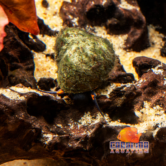 Invert - Snail Papua Blueberry