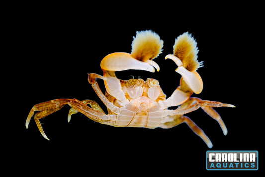 Invert - Crab Freshwater Hairy Claw Boxer
