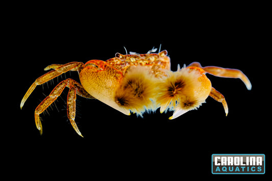 Invert - Crab Freshwater Hairy Claw Boxer