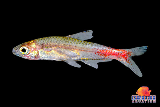 Tetra - Brittanichthys axelrodi